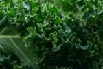 Kale superalimento