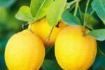 Limón superalimento